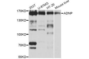 Western blot analysis of extracts of various cell lines, using ADNP Antibody (ABIN1870830) at 1:1000 dilution. (ADNP 抗体)