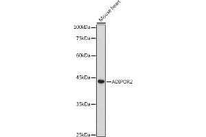 Western blot analysis of extracts of Mouse heart, using  antibody (ABIN6127413, ABIN6136583, ABIN6136584 and ABIN6216527) at 1:500 dilution. (Adiponectin Receptor 2 抗体  (AA 1-80))