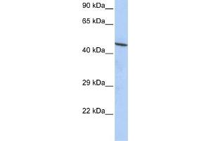 WB Suggested Anti-CCDC16 Antibody Titration:  0. (CCDC16 抗体  (N-Term))