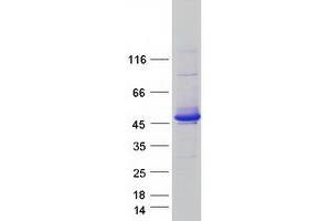 Western Blotting (WB) image for SEC14-Like 2 (SEC14L2) (Transcript Variant 1) protein (Myc-DYKDDDDK Tag) (ABIN2731565)