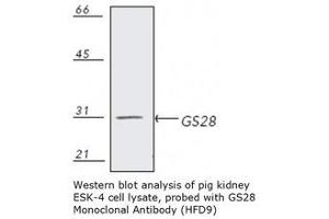 Image no. 1 for anti-Golgi SNAP Receptor Complex Member 1 (GOSR1) antibody (ABIN364104) (GS28 抗体)