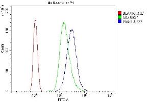 Flow Cytometry analysis of U937 cells using anti-IRAK antibody (ABIN5693122). (IRAK1 抗体  (AA 377-479))