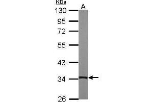 WB Image Sample (50 ug of whole cell lysate) A: mouse heart 10% SDS PAGE antibody diluted at 1:1000 (TSFM 抗体)