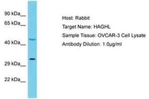 Image no. 1 for anti-Hydroxyacylglutathione Hydrolase-Like (HAGHL) (C-Term) antibody (ABIN6750565) (HAGHL 抗体  (C-Term))