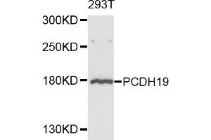 Western blot analysis of extracts of 293T cells, using PCDH19 antibody (ABIN4904699) at 1:1000 dilution. (PCDH19 抗体)