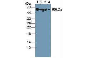 Figure. (SERPINA6 抗体  (AA 267-390))