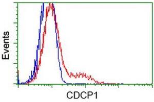 HEK293T cells transfected with either RC220633 overexpress plasmid (Red) or empty vector control plasmid (Blue) were immunostained by anti-CDCP1 antibody (ABIN2454040), and then analyzed by flow cytometry. (CDCP1 抗体)