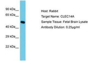 Image no. 1 for anti-C-Type Lectin Domain Family 14, Member A (CLEC14A) (C-Term) antibody (ABIN6750554) (CLEC14A 抗体  (C-Term))