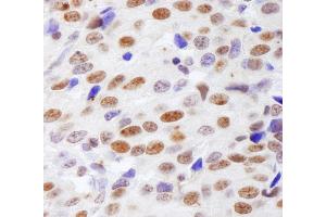 Immunohistochemistry (IHC) image for anti-Histone H4 (HISTH4) (AA 1-50) antibody (ABIN7453609) (Histone H4 抗体  (AA 1-50))