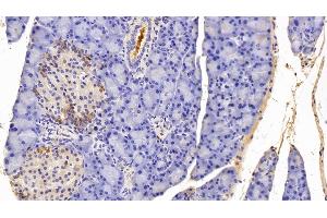 Immunohistochemistry (IHC) image for anti-Transthyretin (TTR) (AA 20-147) antibody (ABIN7429271)