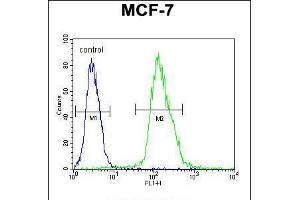 Flow cytometric analysis of MCF-7 cells (right histogram) compared to a negative control cell (left histogram). (MFAP4 抗体  (C-Term))
