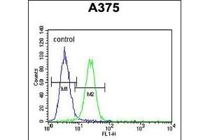 Flow Cytometry (FACS) image for anti-X-Ray Repair Complementing Defective Repair in Chinese Hamster Cells 1 (XRCC1) (AA 407-435) antibody (ABIN651735)