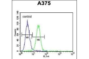 XRCC1 Antibody (Center) (ABIN651735 and ABIN2840381) flow cytometric analysis of  cells (right histogram) compared to a negative control cell (left histogram).