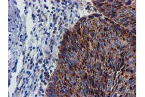 Image no. 7 for anti-Coiled-Coil-Helix-Coiled-Coil-Helix Domain Containing 5 (CHCHD5) (AA 1-110) antibody (ABIN1490560) (CHCHD5 抗体  (AA 1-110))