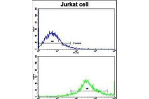 Flow cytometric analysis of jurkat cells using CD8B Antibody (N-term)(bottom histogram) compared to a negative control cell (top histogram). (CD8B 抗体  (N-Term))