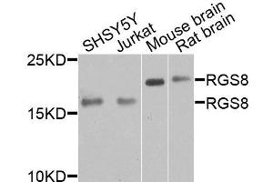 Western blot analysis of extracts of various cell lines, using RGS8 antibody (ABIN6003696) at 1/1000 dilution. (RGS8 抗体)
