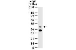 Western blot analysis of FOSB in HeLa cell lysate with FOSB monoclonal antibody, clone 83B1138  protein band with an approximate molecular weight of 46 kD is detected. (FOSB 抗体  (AA 2-15))