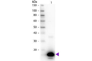 Western Blot of Rabbit anti-Avidin Biotin Conjugated Antibody. (Avidin 抗体  (Biotin))