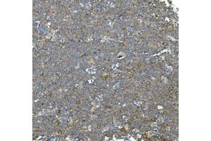 IHC analysis of Hsc70 using anti-Hsc70 antibody (ABIN7601962). (Hsc70 抗体  (AA 520-614))