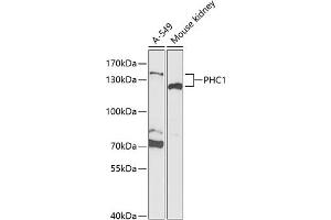 Western blot analysis of extracts of various cell lines, using PHC1 Antibody (ABIN6133147, ABIN6145525, ABIN6145526 and ABIN6221541) at 1:1000 dilution. (PHC1 抗体  (AA 750-940))