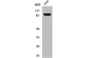 Western Blot analysis of A549 cells using Exo1 Polyclonal Antibody (Exonuclease 1 抗体  (N-Term))