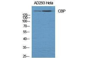 Western Blot (WB) analysis of specific cells using CBP Polyclonal Antibody. (CBP 抗体  (Ser262))