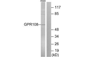 Western blot analysis of extracts from A549 cells, using GP108 antibody. (GPR108 抗体  (Internal Region))