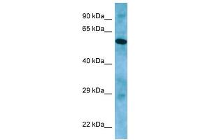 WB Suggested Anti-APLF Antibody Titration: 1. (APLF 抗体  (C-Term))