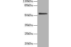 Western blot All lanes: ALPI antibody at 2 μg/mL + 293T whole cell lysate Secondary Goat polyclonal to rabbit IgG at 1/10000 dilution Predicted band size: 57 kDa Observed band size: 57 kDa (Intestinal Alkaline Phosphatase 抗体  (AA 26-500))