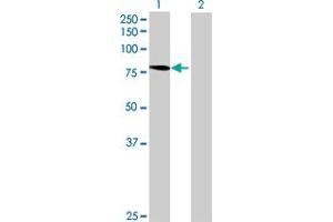 Western Blot analysis of NUB1 expression in transfected 293T cell line by NUB1 MaxPab polyclonal antibody. (NUB1 抗体  (AA 1-601))