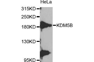 Western blot analysis of extracts of HeLa cell line, using KDM5B antibody.