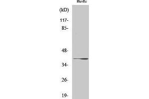 Western Blotting (WB) image for anti-UDP-Gal:betaGlcNAc beta 1,3-Galactosyltransferase, Polypeptide 1 (B3GALT1) (Internal Region) antibody (ABIN3178036) (B3GALT1 抗体  (Internal Region))