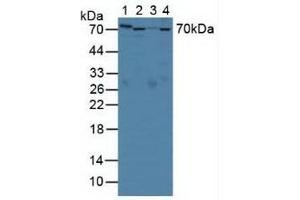 Figure . (SERPINA10 抗体  (AA 278-425))