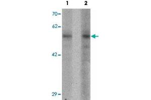 Western blot analysis of NIH/3T3 cell lysate with BMP15 polyclonal antibody  at (1) 1 and (2) 2 ug/mL. (BMP15 抗体  (N-Term))