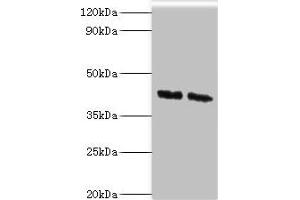 Western blot All lanes: COPS4 antibody at 8 μg/mL Lane 1: Hela whole cell lysate Lane 2: HepG2 whole cell lysate Secondary Goat polyclonal to rabbit IgG at 1/10000 dilution Predicted band size: 47, 41 kDa Observed band size: 47 kDa (COPS4 抗体  (AA 1-310))