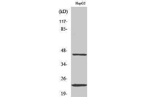 Western Blotting (WB) image for anti-CD83 (CD83) (Internal Region) antibody (ABIN3183788) (CD83 抗体  (Internal Region))