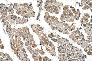 Image no. 1 for anti-Chloride Channel CLIC-Like 1 (CLCC1) (AA 121-170) antibody (ABIN205069) (CLCC1 抗体  (AA 121-170))