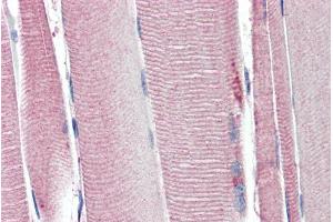 ABIN5539644 (3. (UCP2 抗体  (Internal Region))