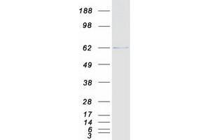Western Blotting (WB) image for Heat shock factor protein 2 (HSF2) (Transcript Variant 1) protein (Myc-DYKDDDDK Tag) (ABIN2712298)