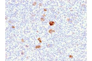 SDS-PAGE Analysis Purified Bcl-x Mouse Monoclonal Antibody (BCL2L1/2406). (BCL2L1 抗体  (AA 1-135))