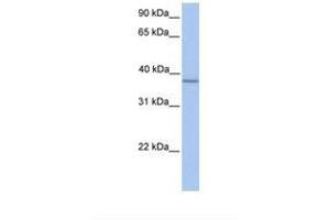 Image no. 1 for anti-alpha-1,4-N-Acetylglucosaminyltransferase (A4GNT) (N-Term) antibody (ABIN6738317) (A4GNT 抗体  (N-Term))