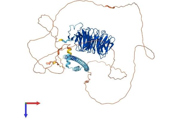 TLE1 Protein (AA 1-770) (His tag)