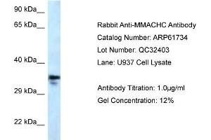 Western Blotting (WB) image for anti-Methylmalonic Aciduria (Cobalamin Deficiency) CblC Type, with Homocystinuria (MMACHC) (C-Term) antibody (ABIN2788885) (MMACHC 抗体  (C-Term))