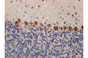 Immunostaining of paraffin embedded sections from mouse cerebellum (dilution 1 : 500). (Syntaxin 12/13 (AA 1-250) 抗体)