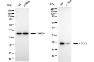 Western blotting analysis using CDC42 antibody (ABIN7798013). (Recombinant CDC42 抗体)
