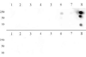 Histone H3 dimethyl Arg8 asymmetric pAb tested by dot blot analysis. (Histone 3 抗体  (2meArg8 (asymetric)))