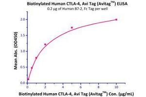 Binding Studies (Bind) image for CD86 (CD86) (AA 26-247) (Active) protein (Fc Tag) (ABIN2180621)
