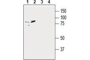 Western blot analysis of human SH-SY5Y (lanes 1 and 3) and human K562 chronic myelogenous leukemia (lanes 2 and 4) cell line lysates: - 1,2. (SLC39A6 抗体  (Extracellular, N-Term))