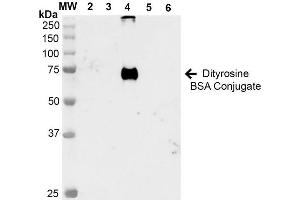 Western Blot analysis of Dityrosine-BSA Conjugate showing detection of 67 kDa Dityrosine-BSA using Mouse Anti-Dityrosine Monoclonal Antibody, Clone 7D4 . (Dityrosine 抗体  (HRP))