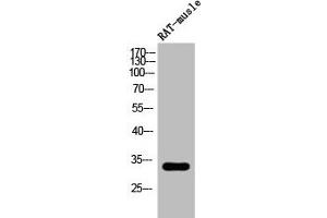 Western Blot analysis of RAT-musle cells using Phospho-DARPP-32 (T34) Polyclonal Antibody (DARPP32 抗体  (pThr34))